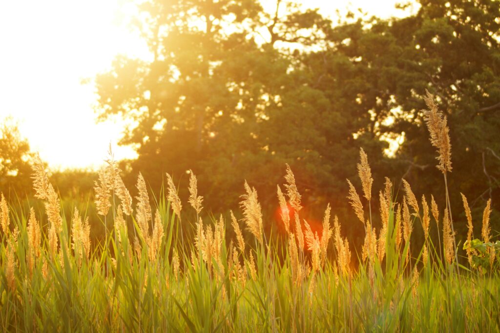 Summer 