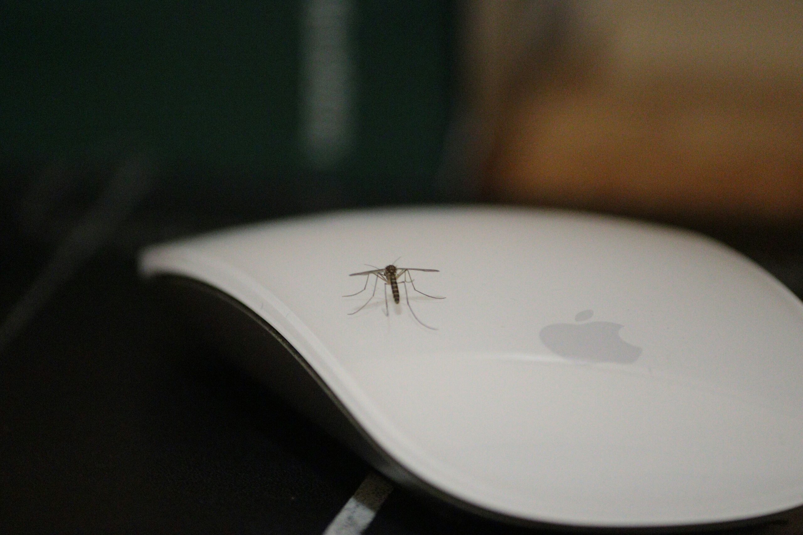 Mosquito