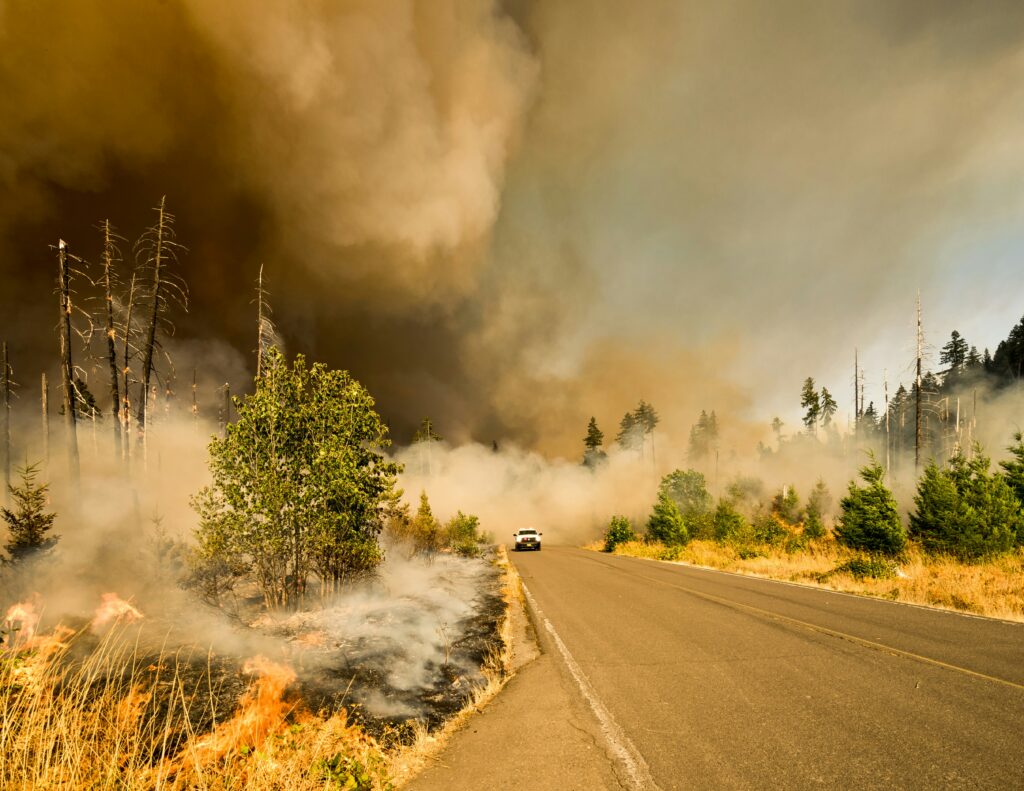 Wild fire