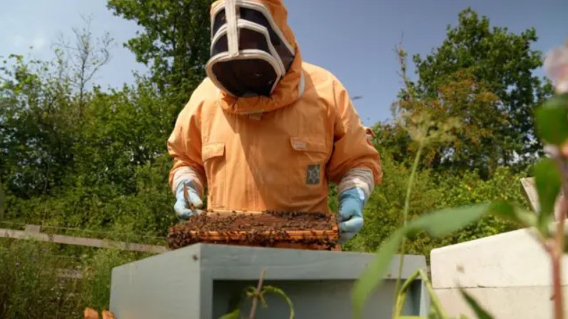 honeybee superfood breakthrough