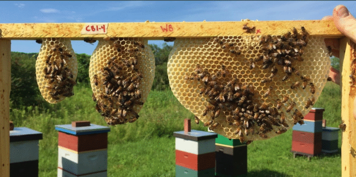 honeybee superfood breakthrough
