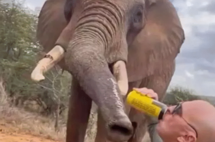 Tourist Elephant Beer Incident