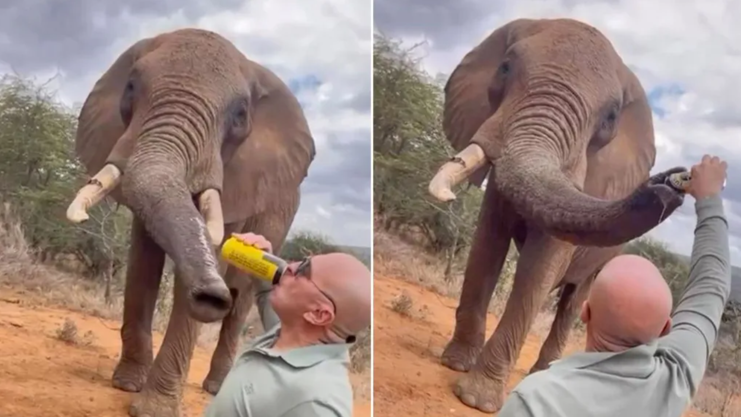 Tourist Elephant Beer Incident