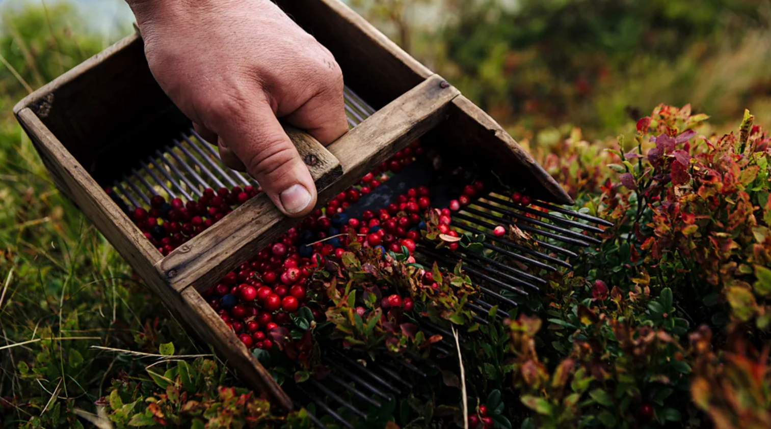 foraging your own food