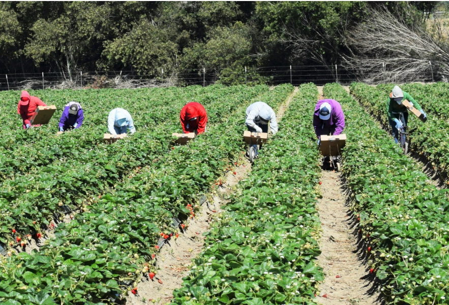 Immigration policies impact economy