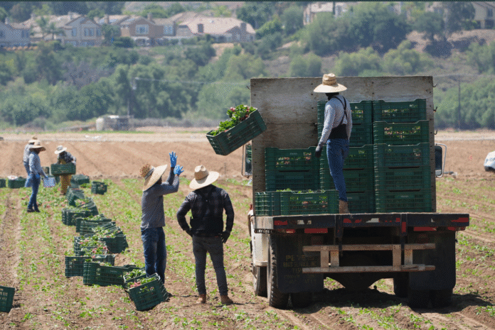 Immigration policies impact economy