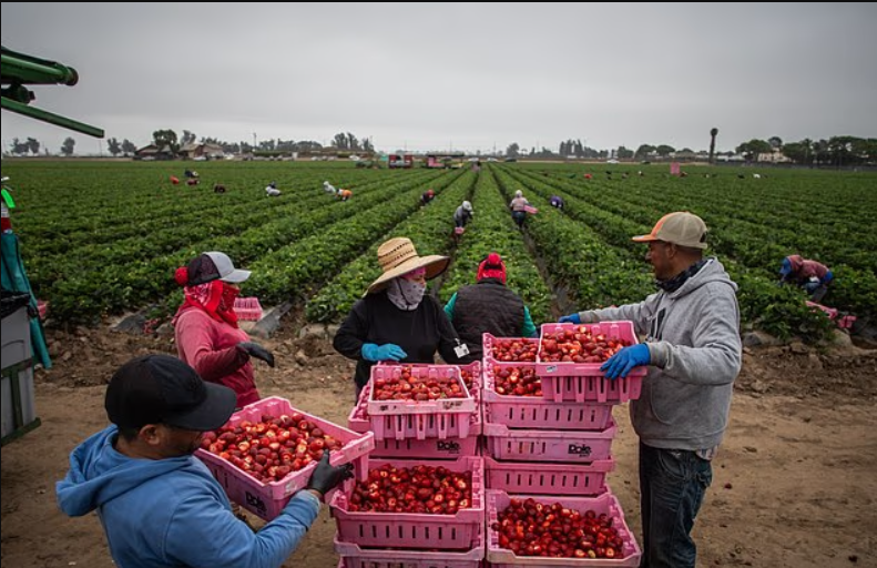 Immigration policies impact economy