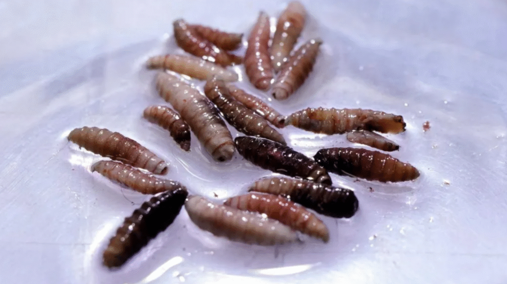 US flesh eating parasite