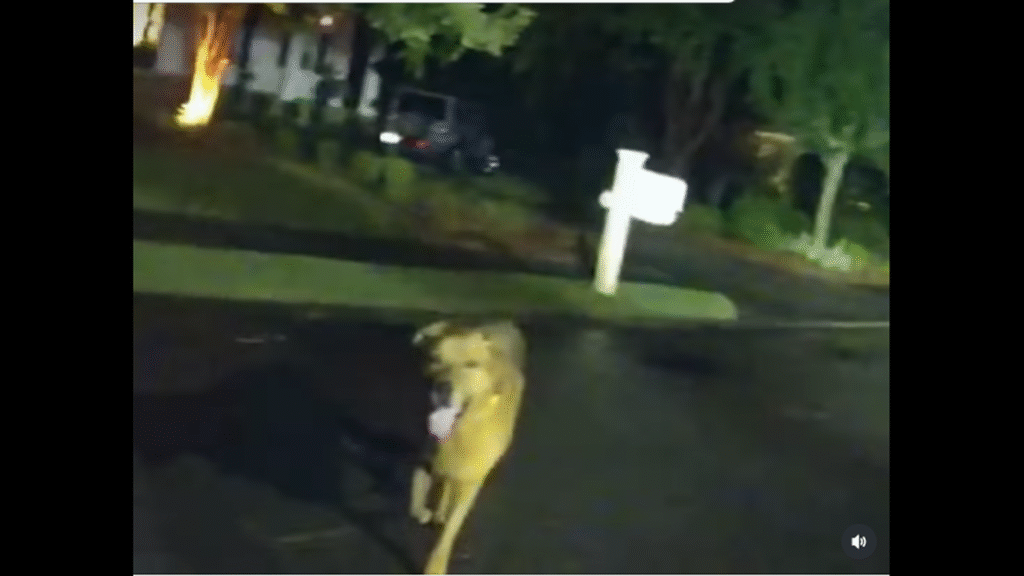 dog rescue Destin