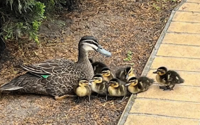 Duck family rescued Australian motorway