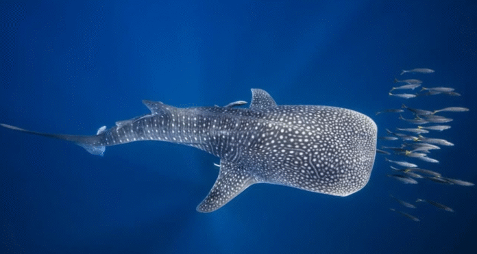 Palestinians Drag Whale Shark