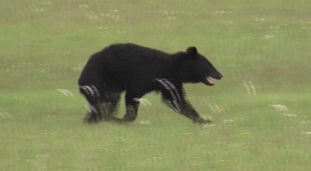 Bear airport tarmac incident