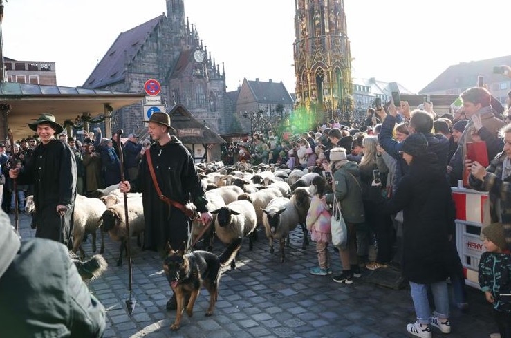 annual sheep crossing Germany